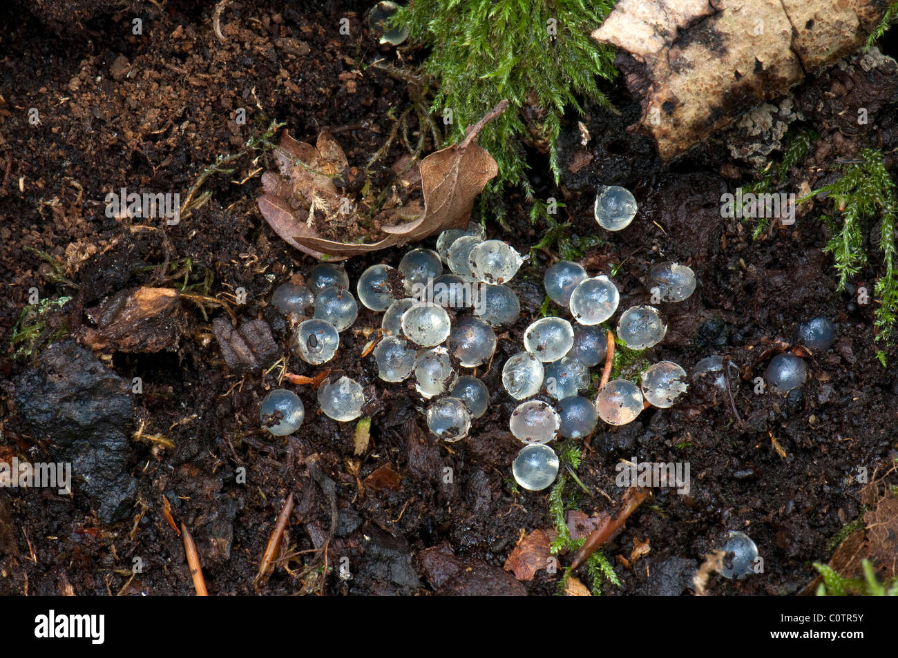 Red Slug (Arion rufus), clutch formerly hidden under moss. Stock Photo