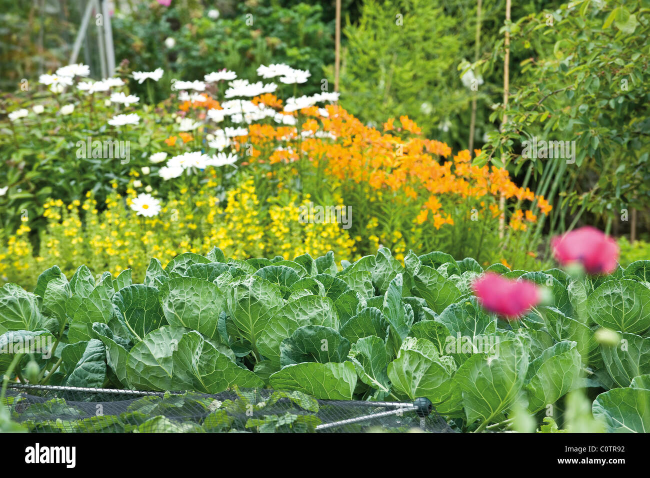 English summer plants hi-res stock photography and images - Alamy
