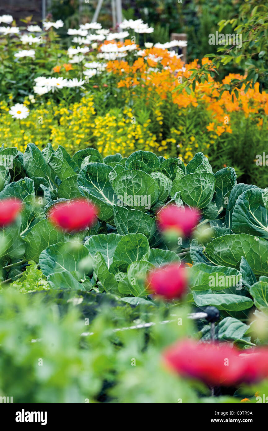 English summer plants hi-res stock photography and images - Alamy
