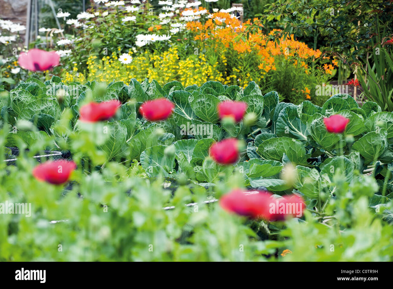 English summer plants hi-res stock photography and images - Alamy