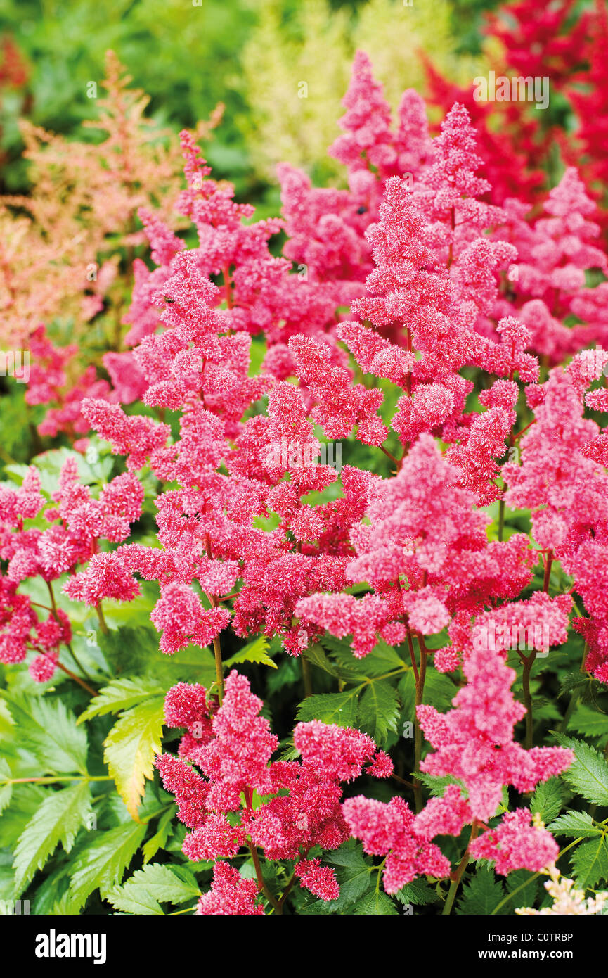 Garden Plant Astilbe with Red Pink Flowers Stock Photo