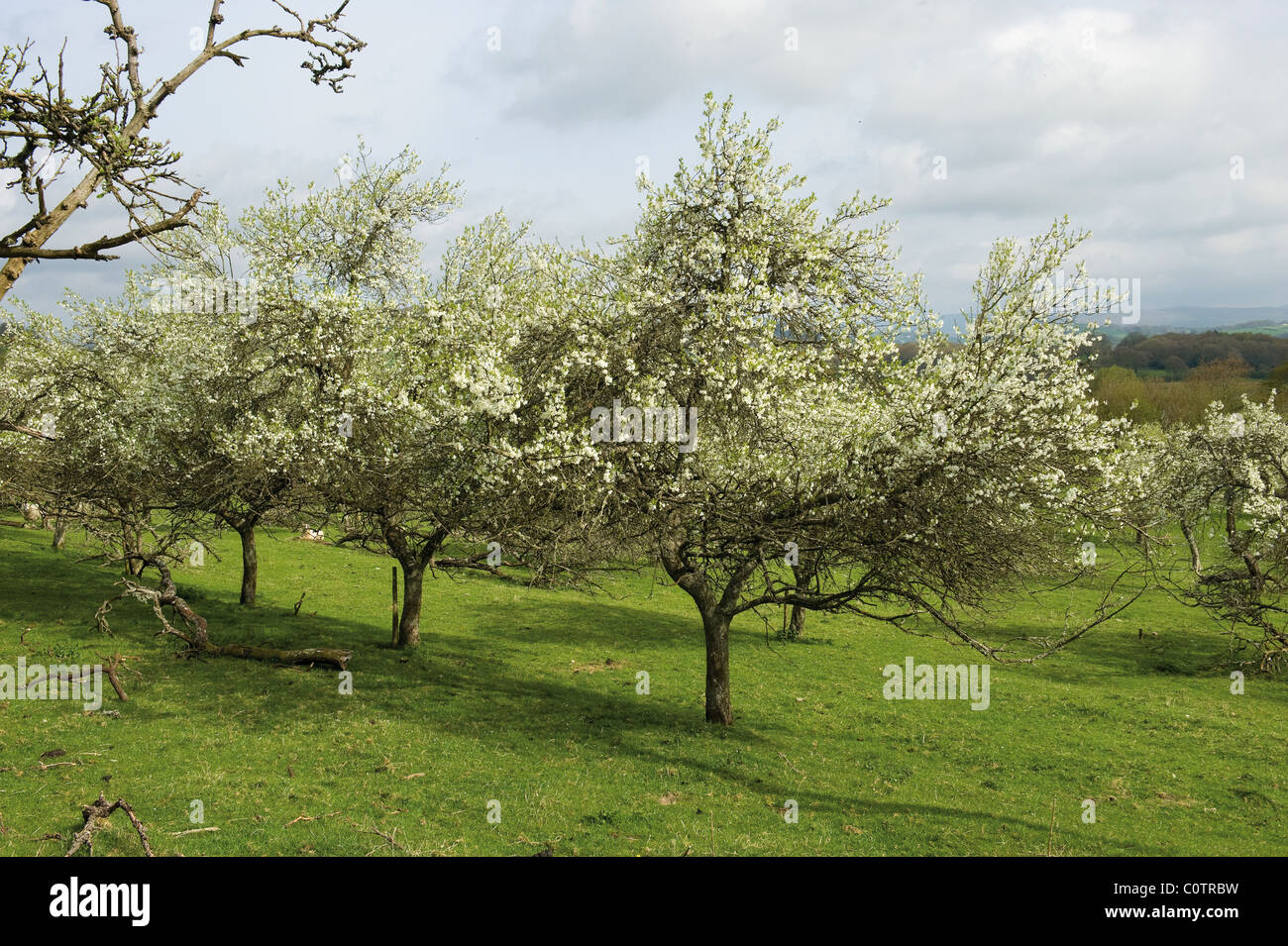 Damson tree hires stock photography and images Alamy