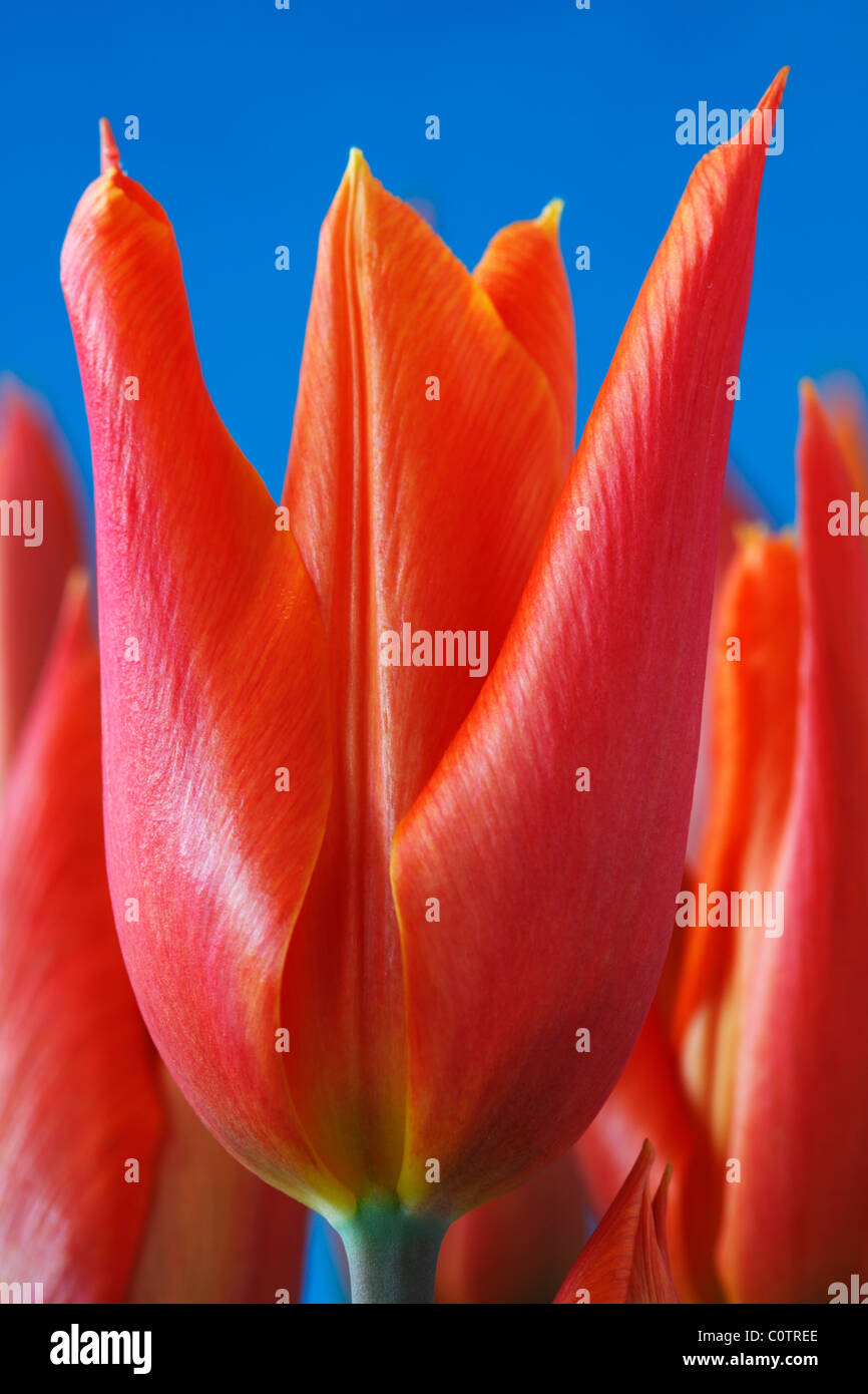 Tulipa 'Ballerina' AGM (Tulip) Lilyflowered Group April Stock Photo