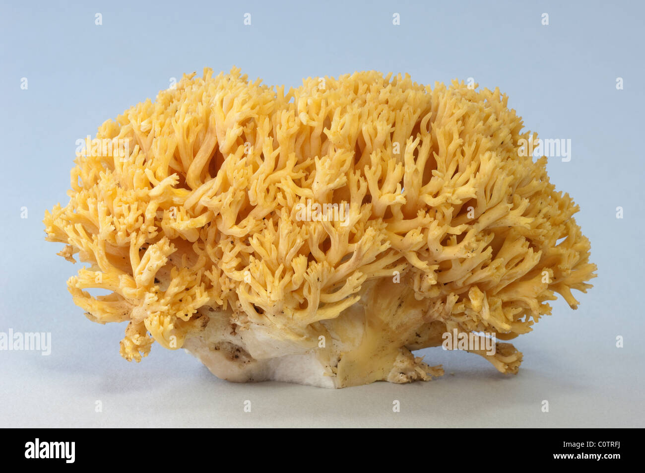 Golden Coral Fungus (Ramaria aurea), fruiting body, studio picture against a white background. Stock Photo