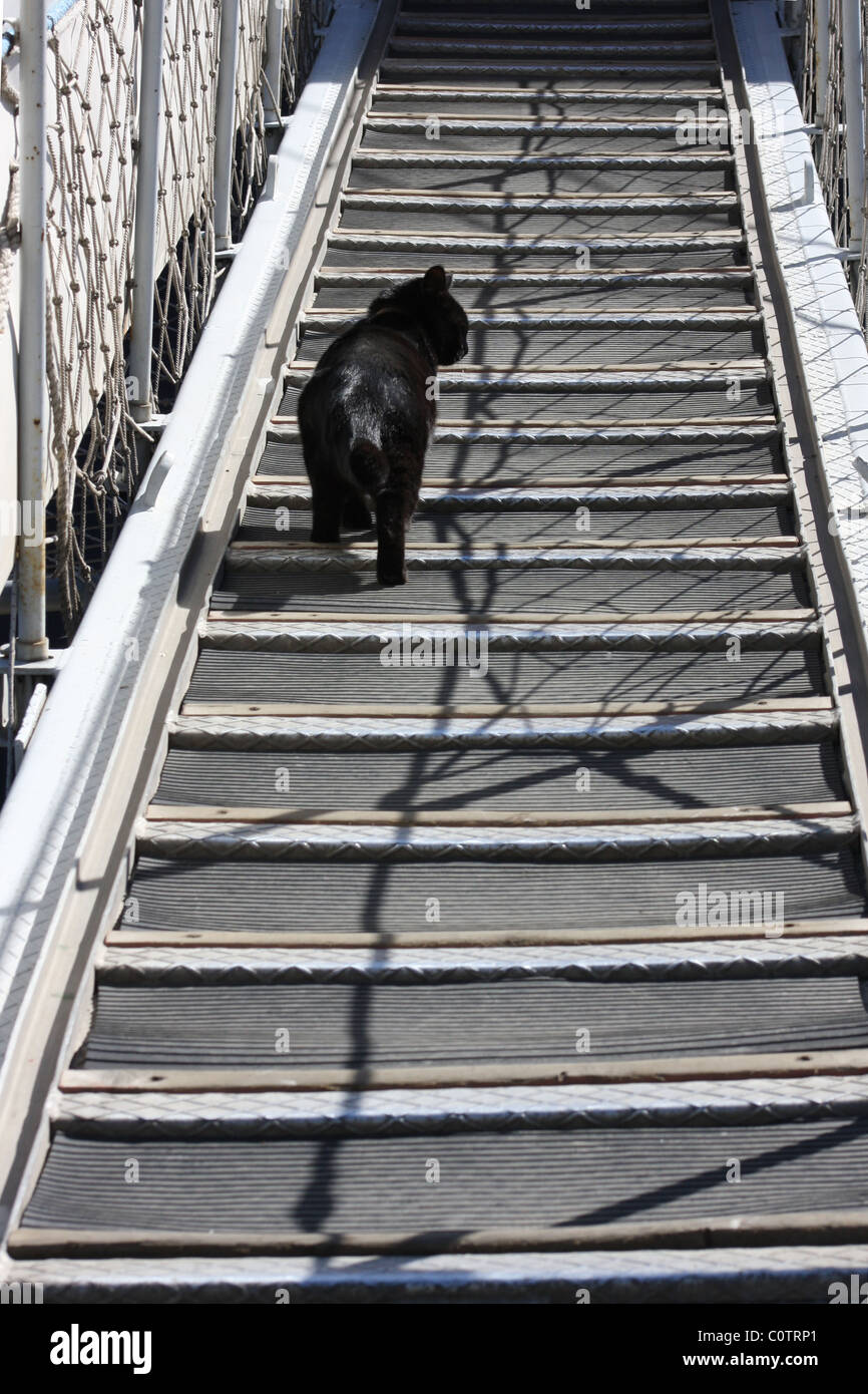 Cat climbing stairs hires stock photography and images Alamy