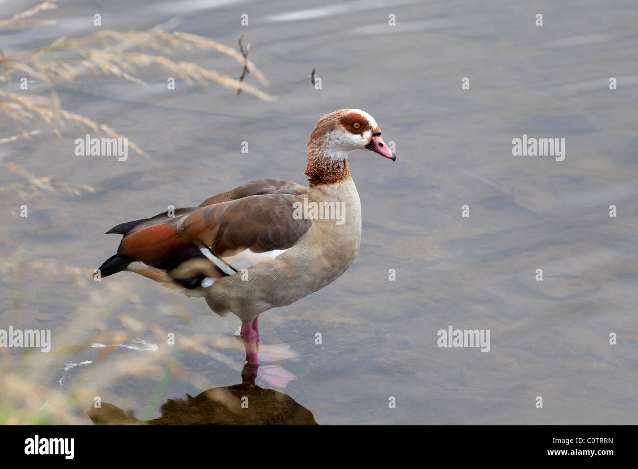 Egyptian Goose Alopochen aegyptiaca adult male standing in shallow water Stock Photo