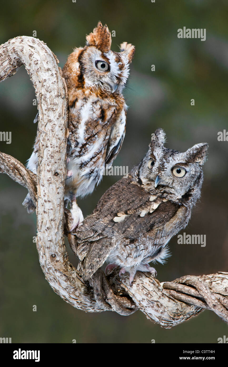 Common Screech Owls (Megascops asio), Rufous and Gray phases Eastern North America, by Skip Moody/Dembinsky Photo Assoc Stock Photo