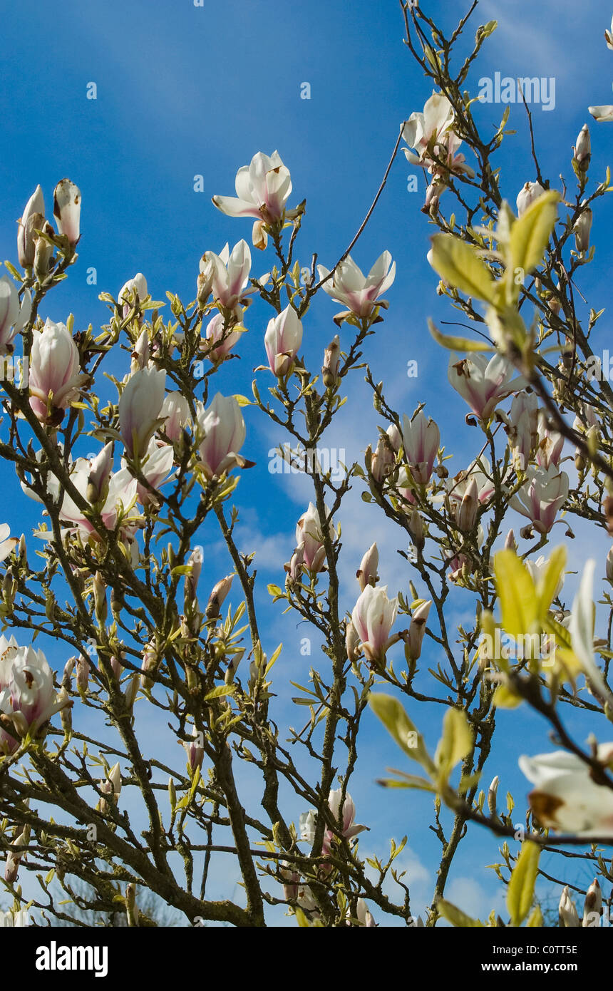 Magnolia Tree Against Blue Sky Stock Photo - Alamy