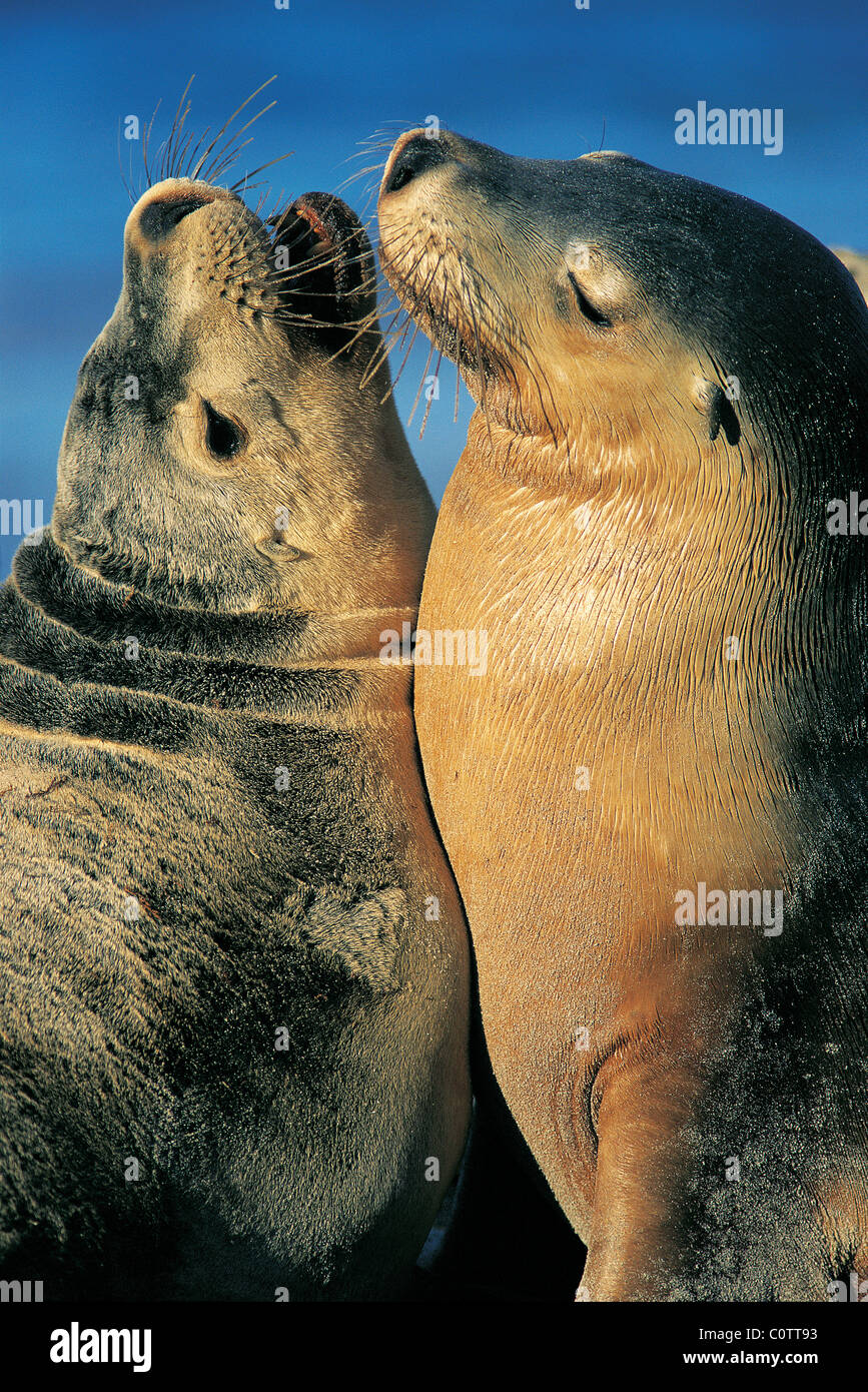 San francisco seals hi-res stock photography and images - Alamy