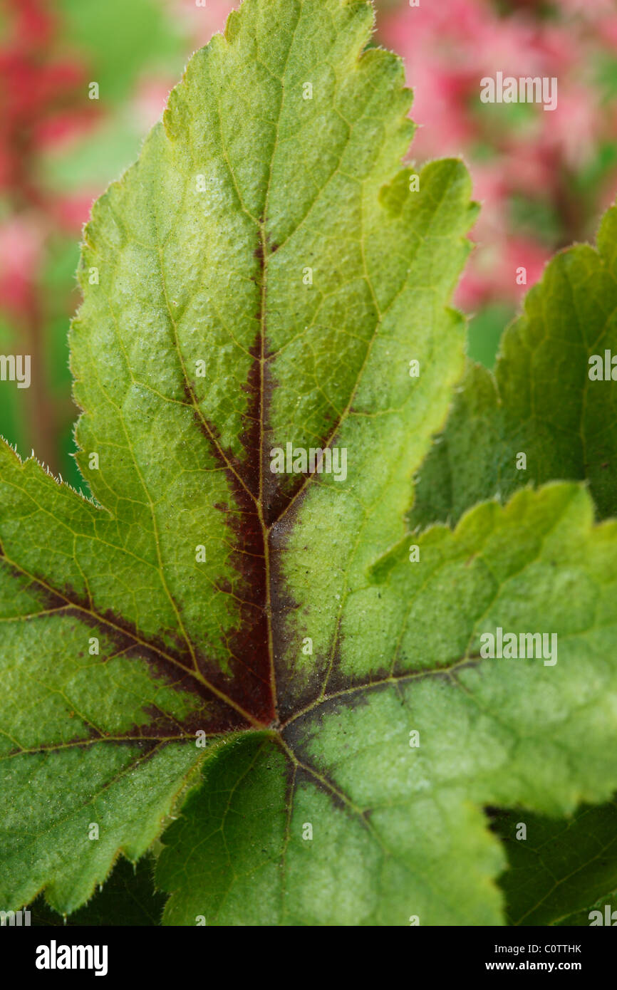 × Heucherella 'Dayglow Pink' (Foamy Bells) Close up of leaf May Stock Photo