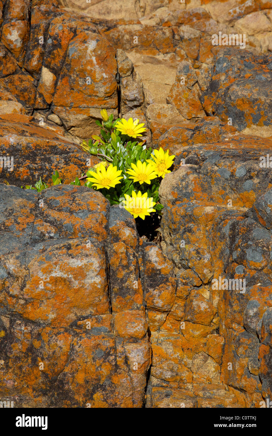 Wildflowers growing in rock crevice hires stock photography and images