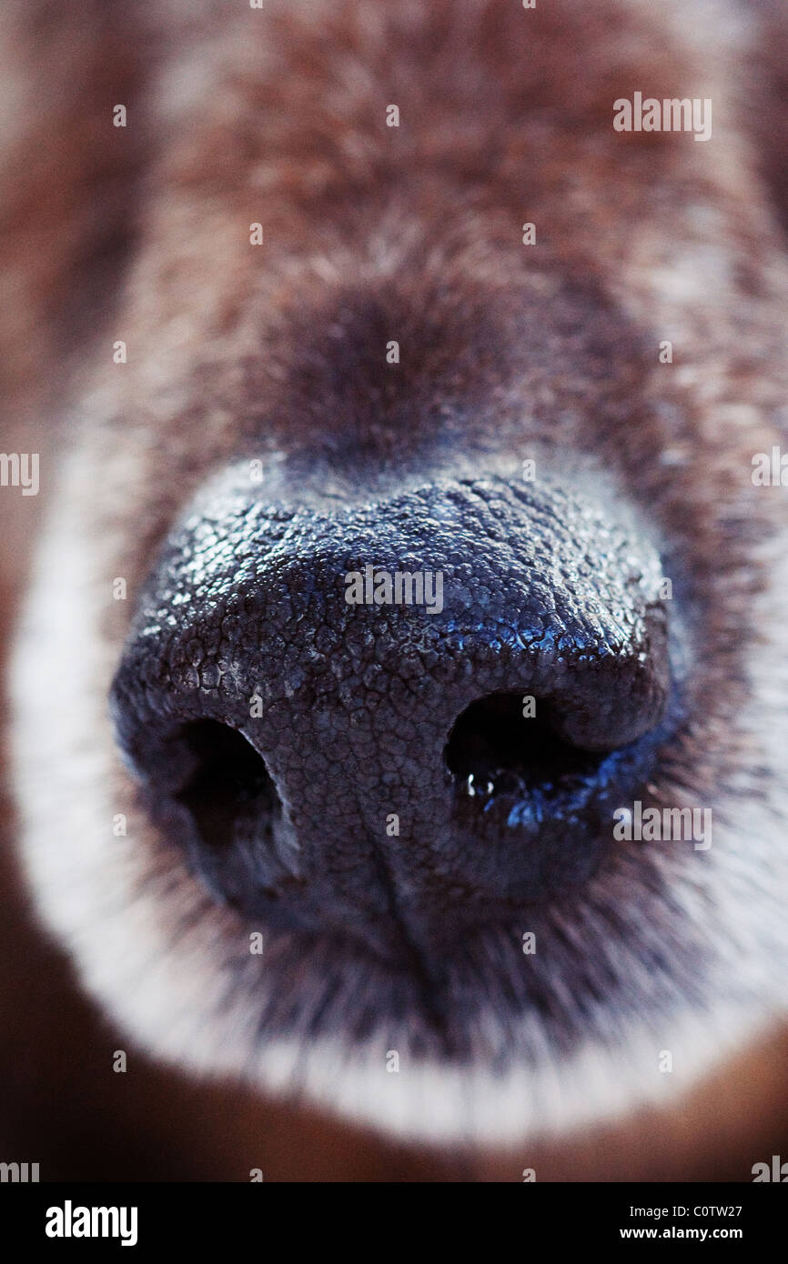 Close-up of a terrier dog's wet nose Stock Photo