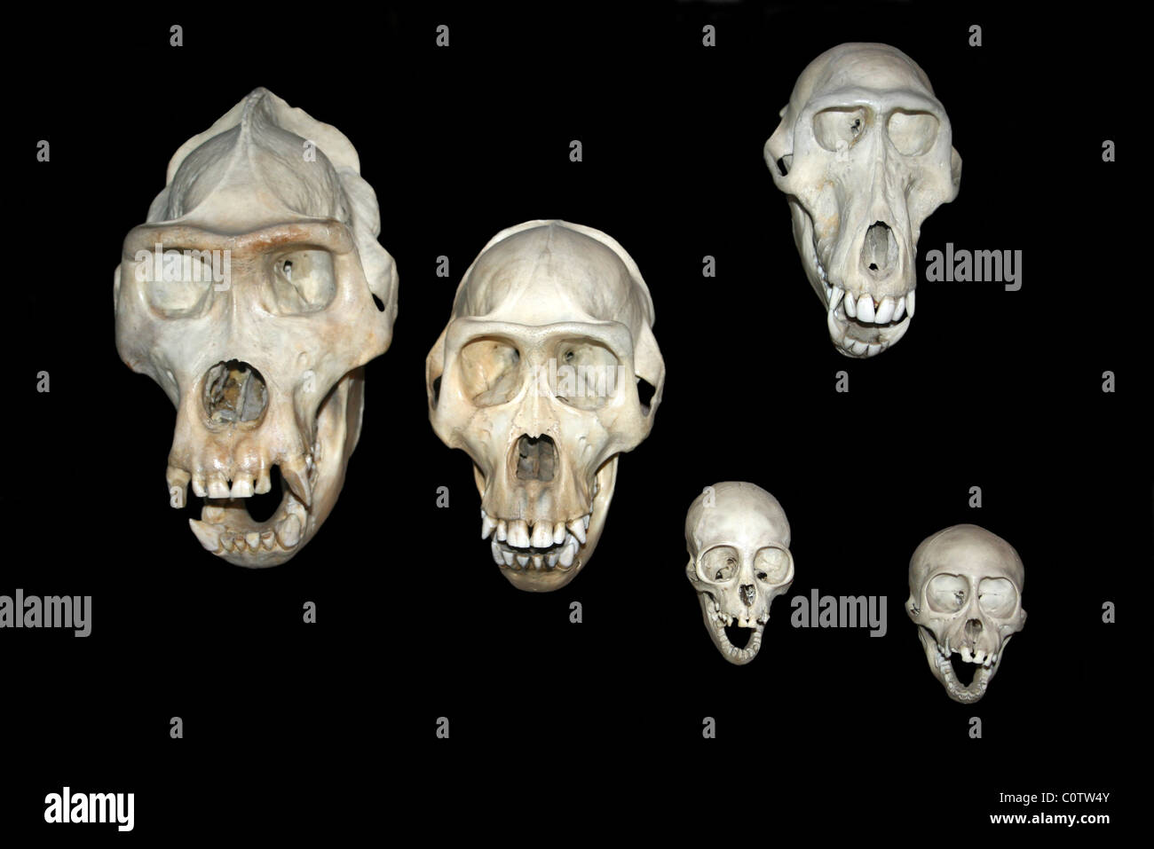 Primate Skulls Stock Photo