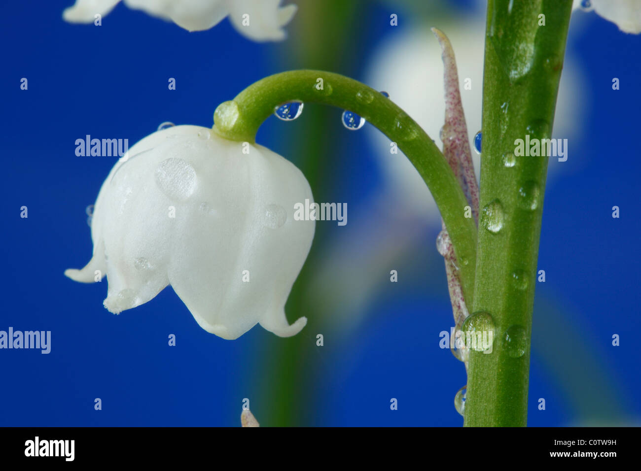 Convallaria majalis Lily of the valley May Stock Photo Alamy