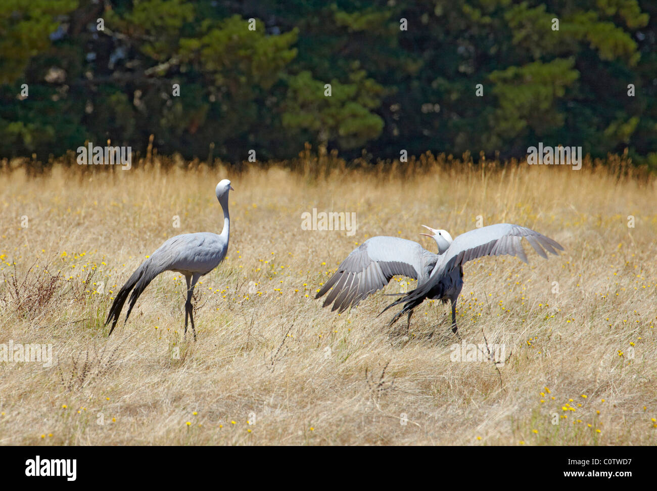 Blue Cranes - the national bird of South Africa. Oak Valley Estate, Elgin, Western Cape, South Africa. Stock Photo