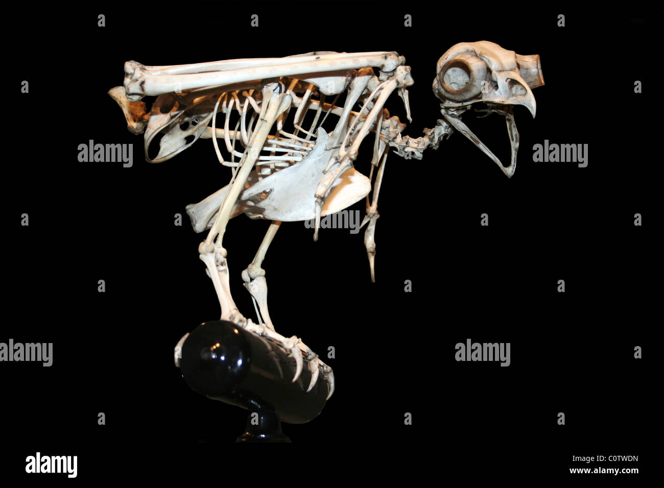 Owl Skeleton Stock Photo 34967569 Alamy