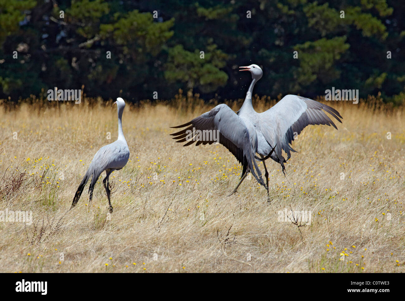 Blue Cranes - the national bird of South Africa. Oak Valley Estate, Elgin, Western Cape, South Africa. Stock Photo