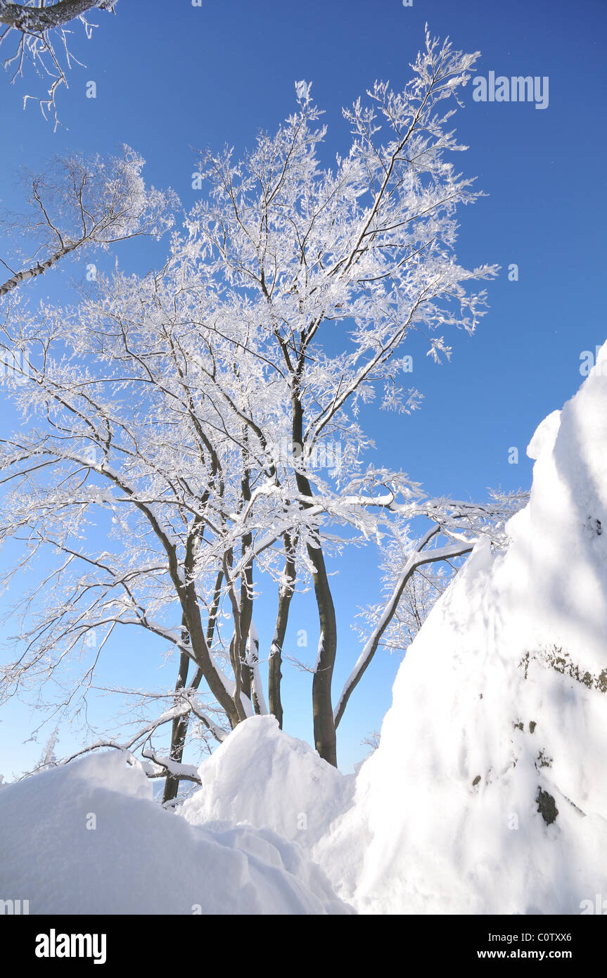 Trees in winter covered by frost Stock Photo - Alamy