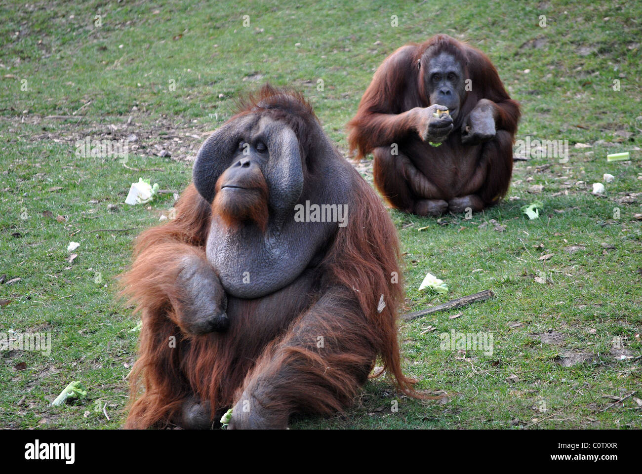 two orangutans in dublin zoo ireland Stock Photo