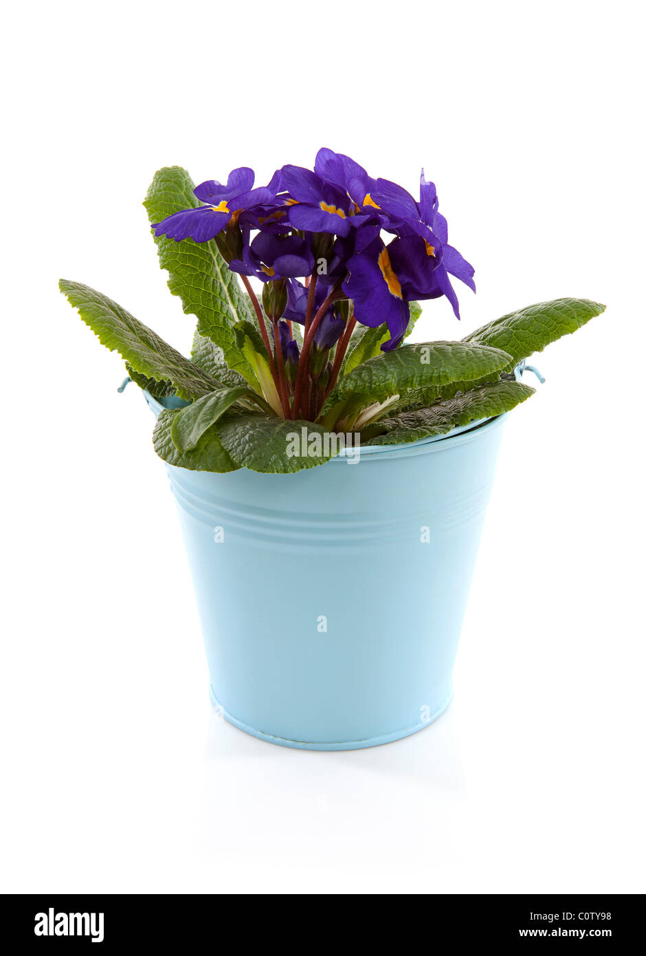 Purple Primula flowers in blue bucket isolated on white background Stock Photo