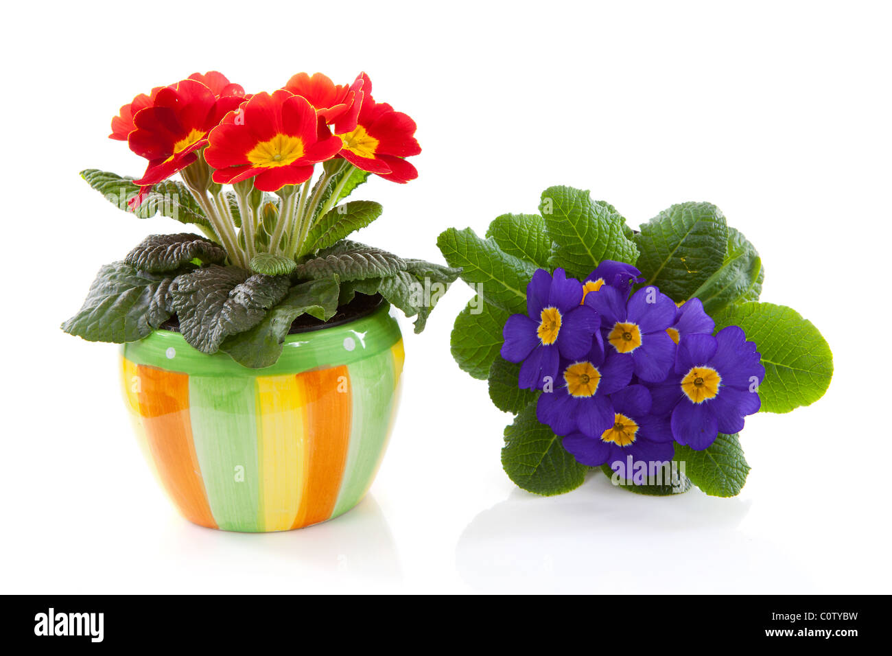 red and purple primula flower in colorful pot over white background Stock Photo