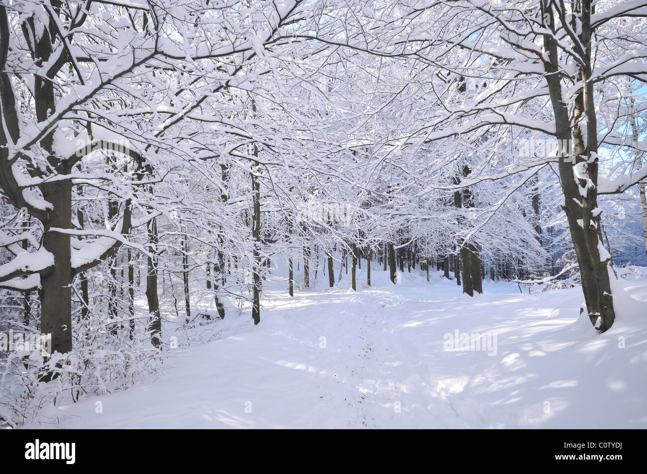 Trees in winter covered by frost Stock Photo - Alamy