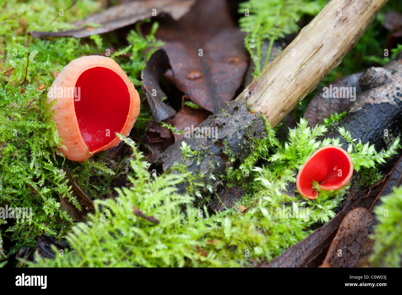 Scarlet Elf Cup Sarcoscypha coccinea fungi fruiting bodies growing in moss on dead branches Stock Photo