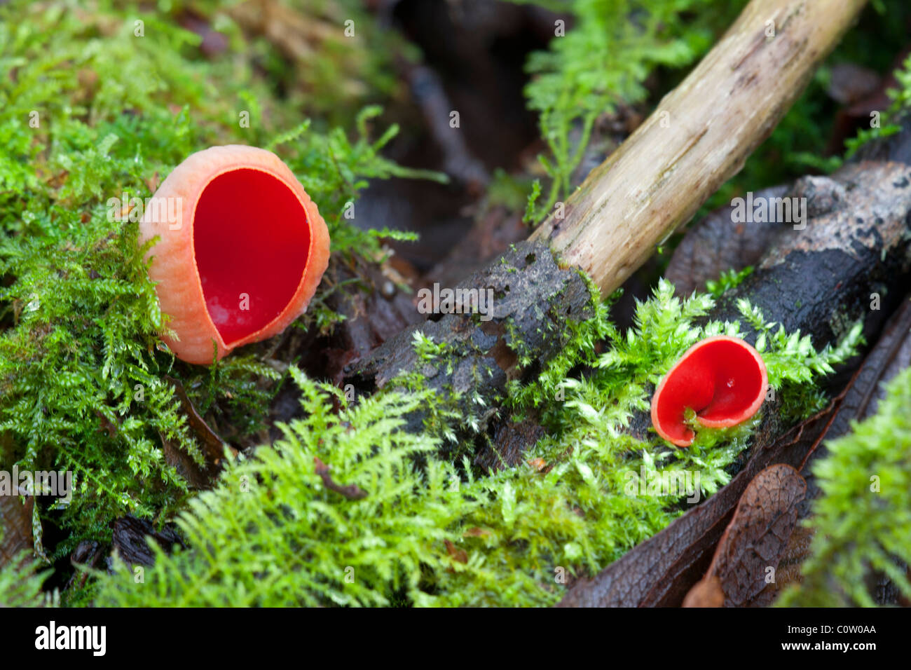 Scarlet Elf Cup Sarcoscypha coccinea fungi fruiting bodies growing in moss on dead branches Stock Photo