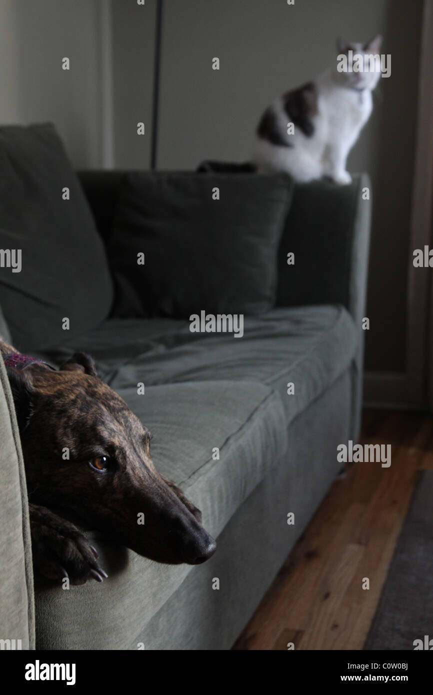 A Cat Staring At A Dog That Is Lying On A Couch Stock Photo