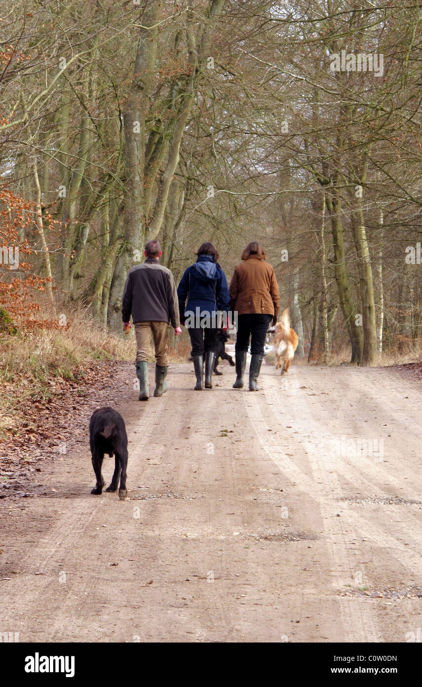 people walking the dog in Savernake Forest, british countryside, Wiltshire, UK Stock Photo