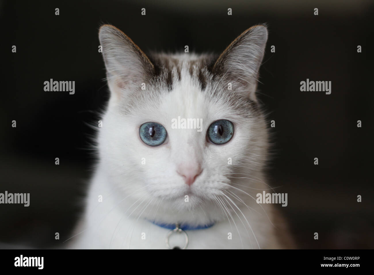 A close up of the face of a pretty cat with big blue eyes Stock Photo ...