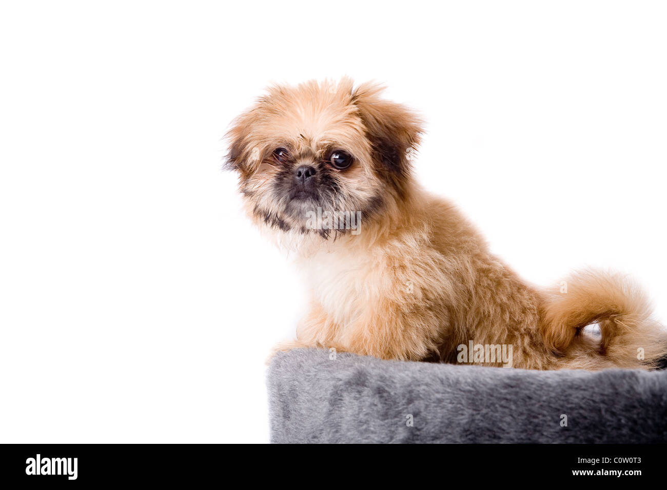 Cute little pekingese dog isolated on white Stock Photo