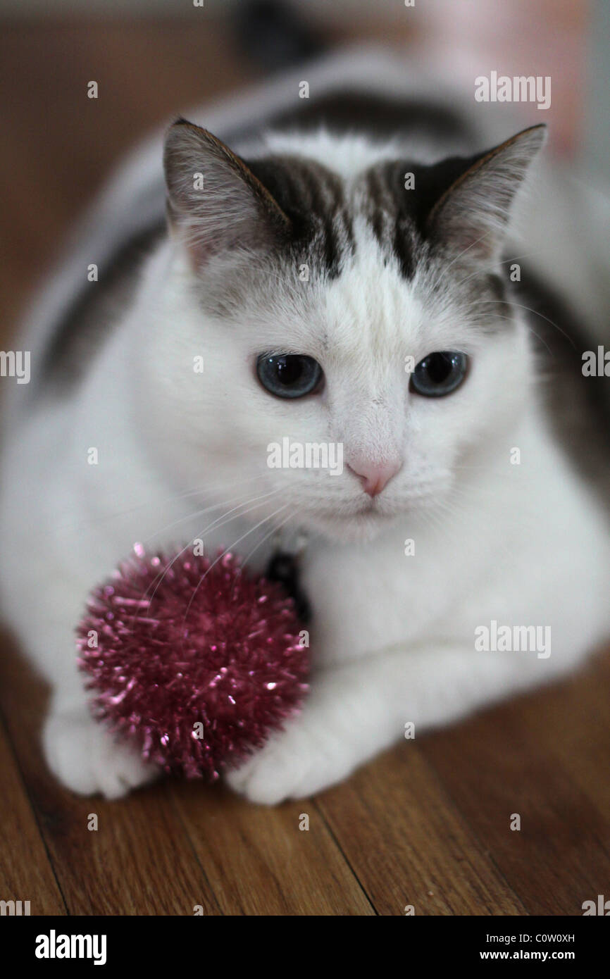 A pretty cat holding a shiny cat toy. Stock Photo