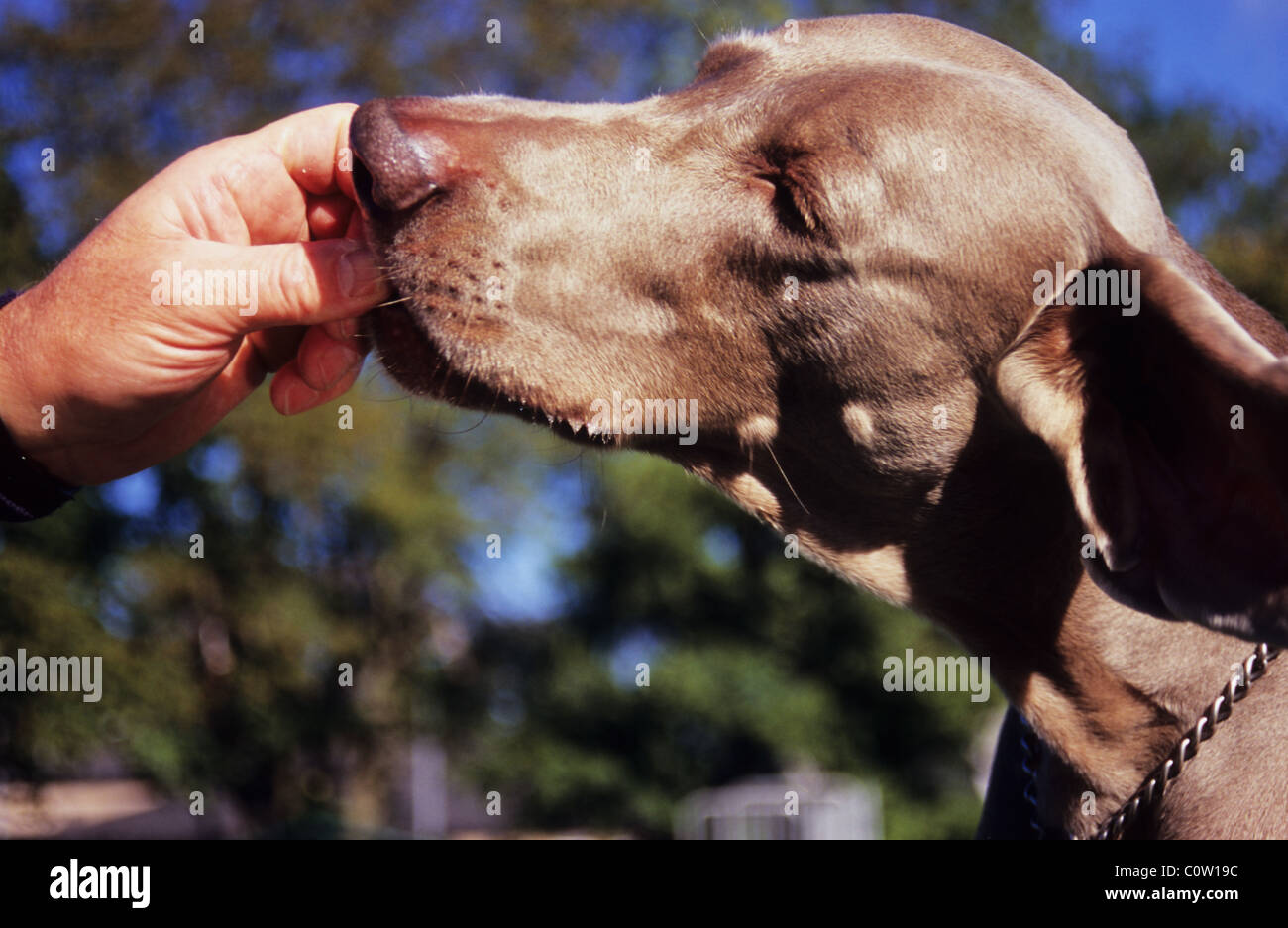 Weimaraner dog. Being fed a tidbit. The grey Ghost and Weimaraner Vorstehhund. Hunting/gun dog. Stock Photo