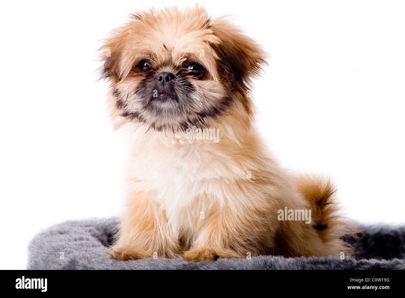 Cute little pekingese dog isolated on white Stock Photo