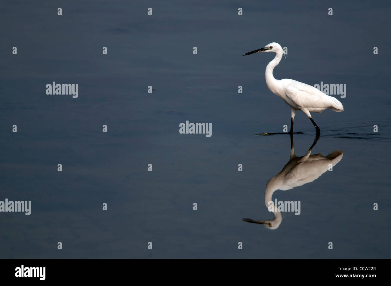 Little Egret In Its Natural Habitat Stock Photo Alamy little-egret-in-its-natural-habitat-stock-photo-alamy