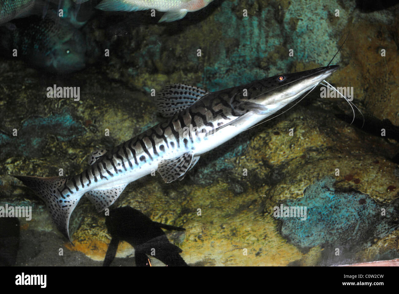 Tiger Shovelnose Catfish Latin name Pseudoplatystoma fasciatum Stock Photo