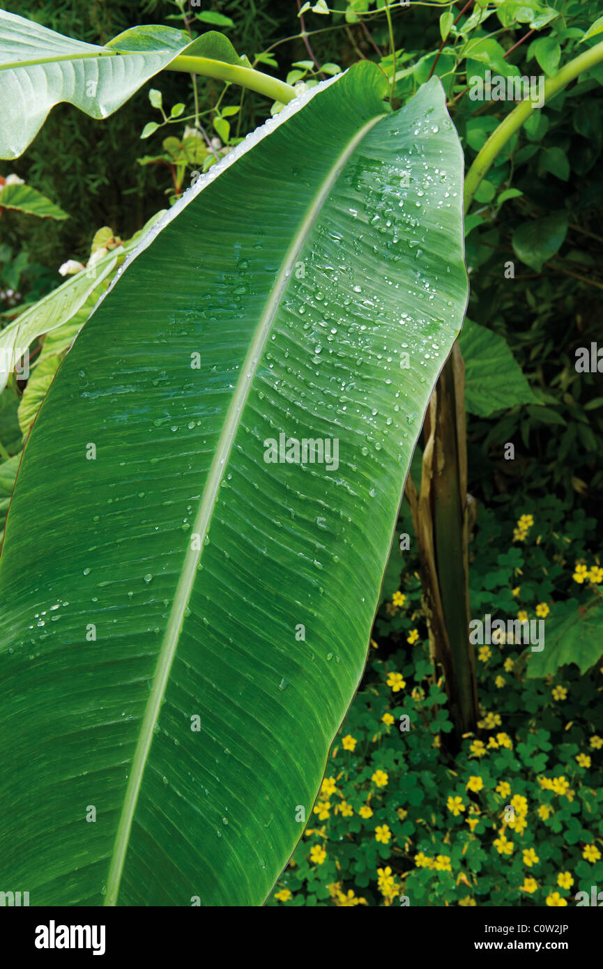 Bananas leaves foliage plants Stock Photo Alamy