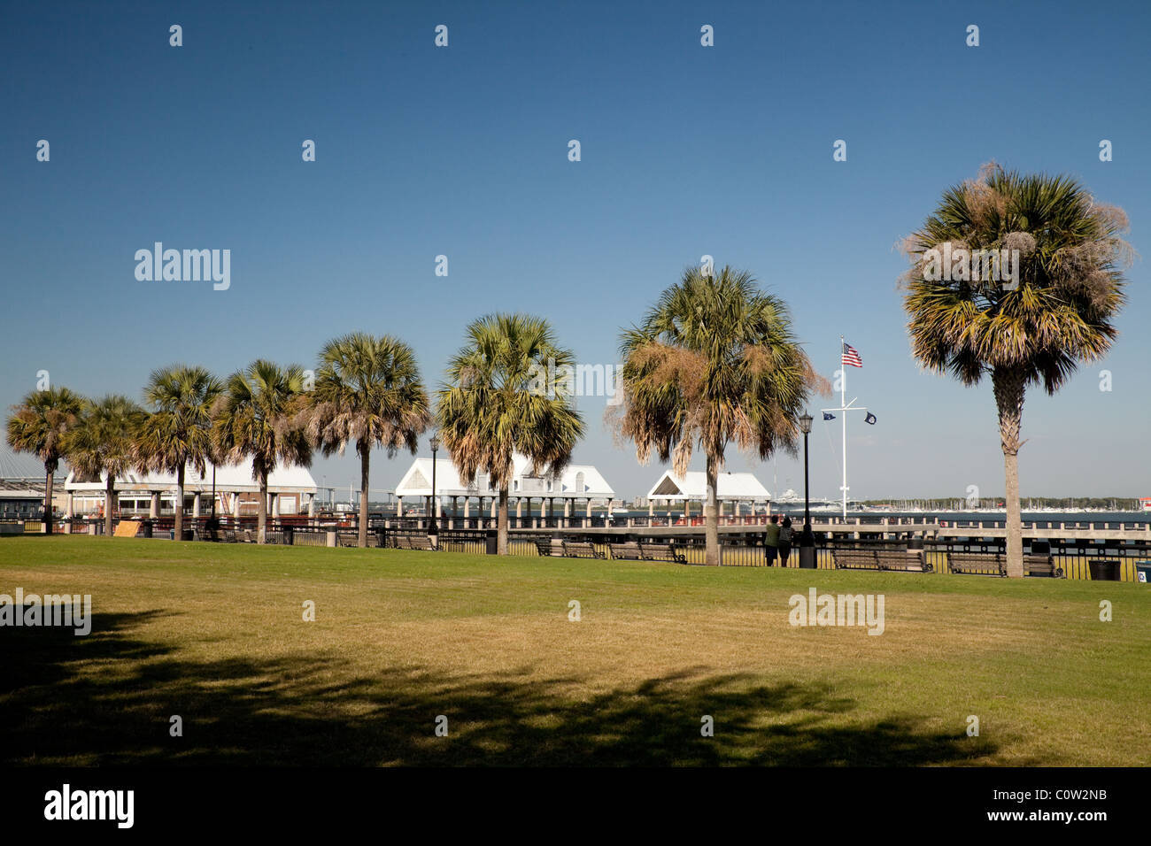 Row of palm trees in Waterfront Park Charleston South Carolina USA