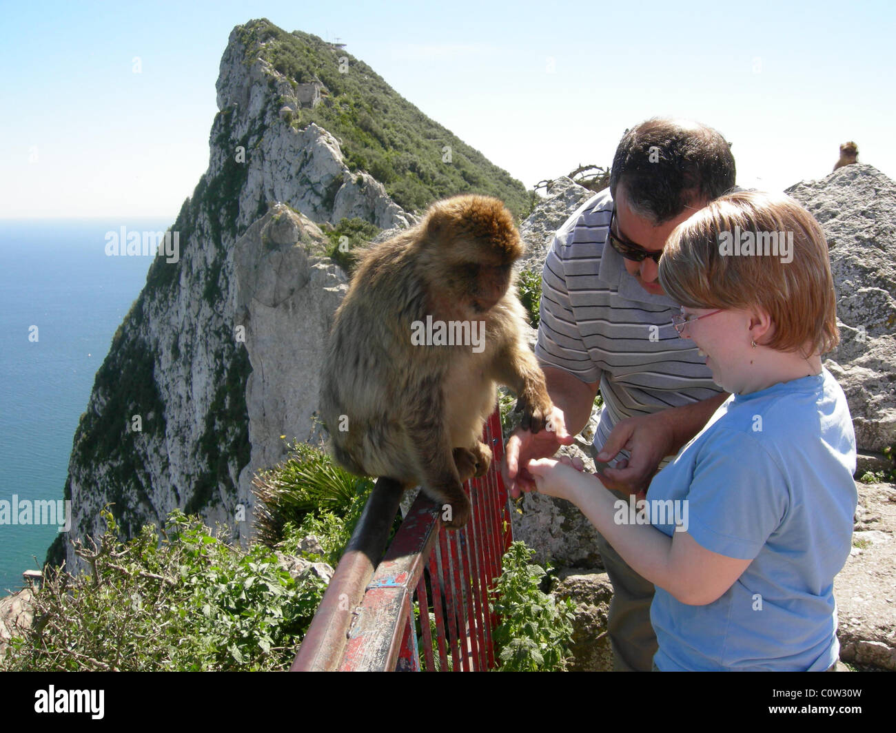 Feeding a wild Gibraltar monkey on Gibraltar rock Stock Photo