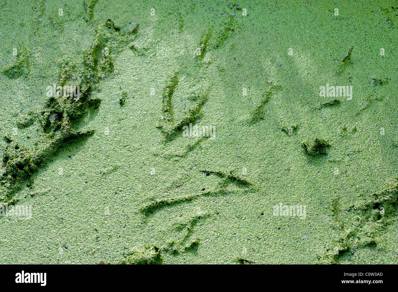 green covered marsh great for background or texture Stock Photo Alamy