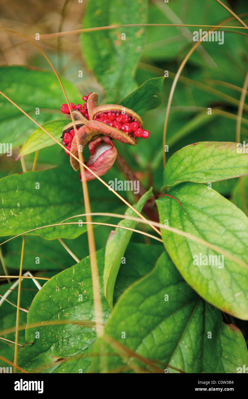Detail of Paeonia Wittmanniana plant Stock Photo