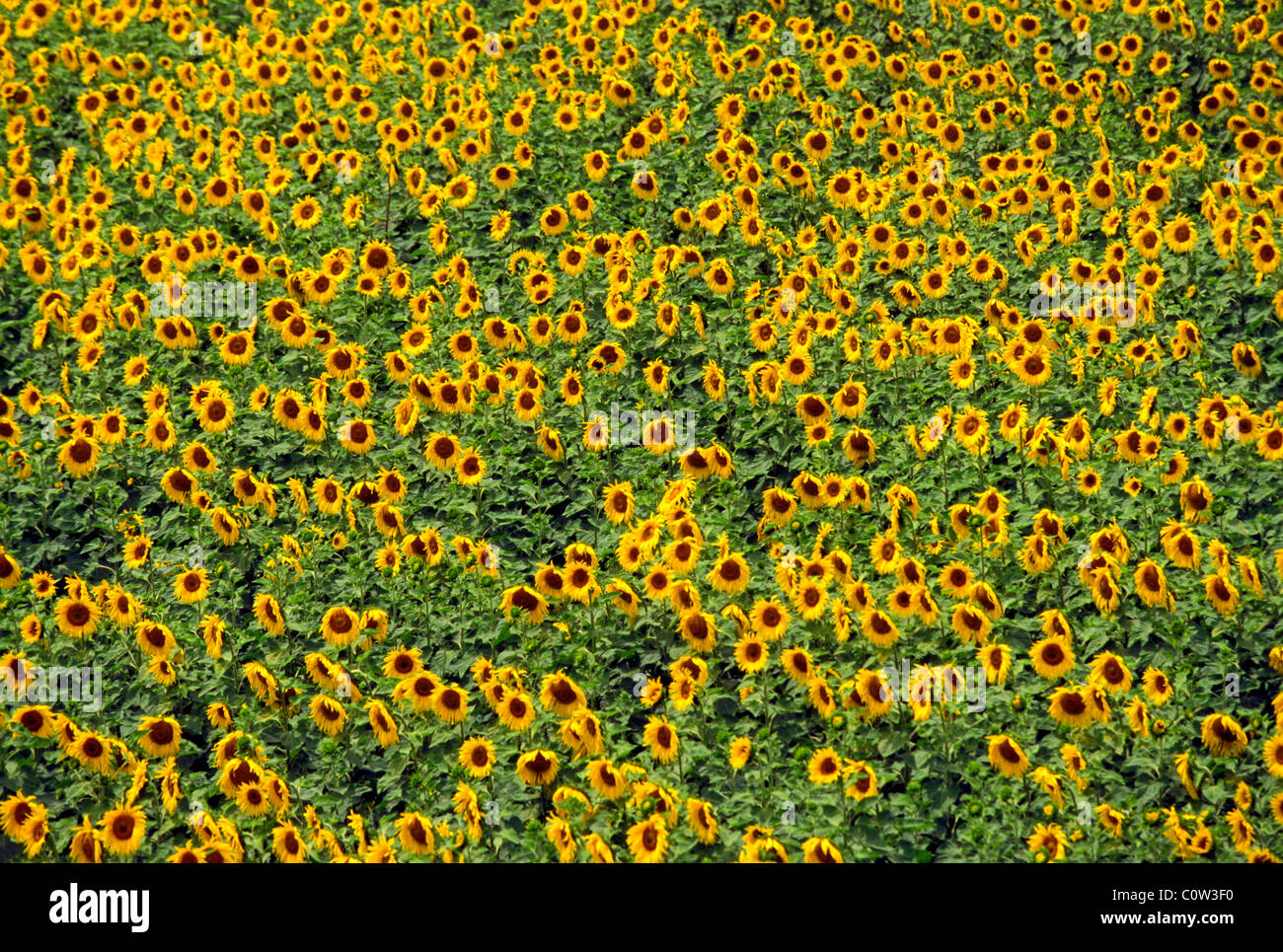 Tuscan Landscape field of sunflowers Tuscany Italy Stock Photo - Alamy