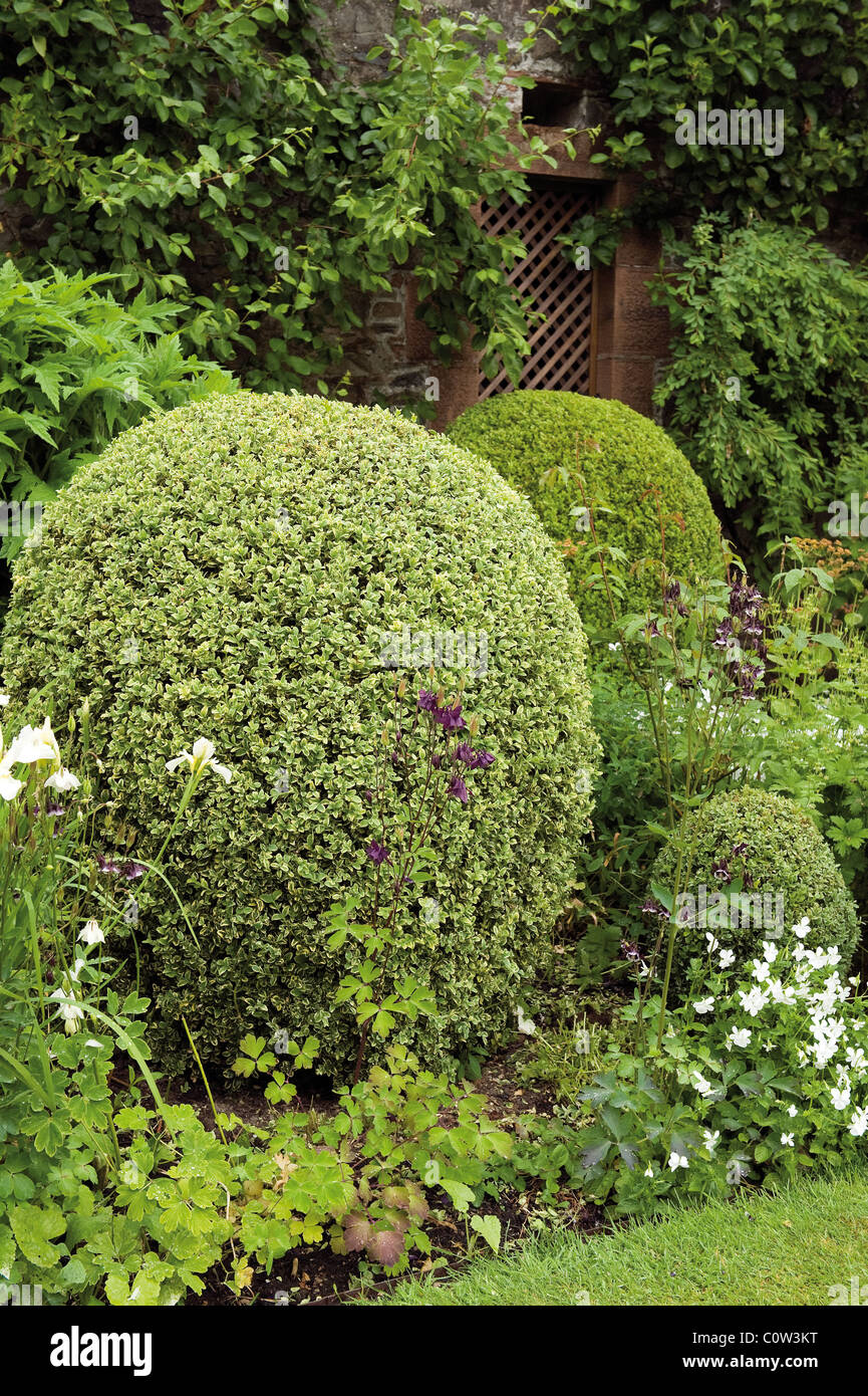 Box ball hedge in garden Stock Photo - Alamy