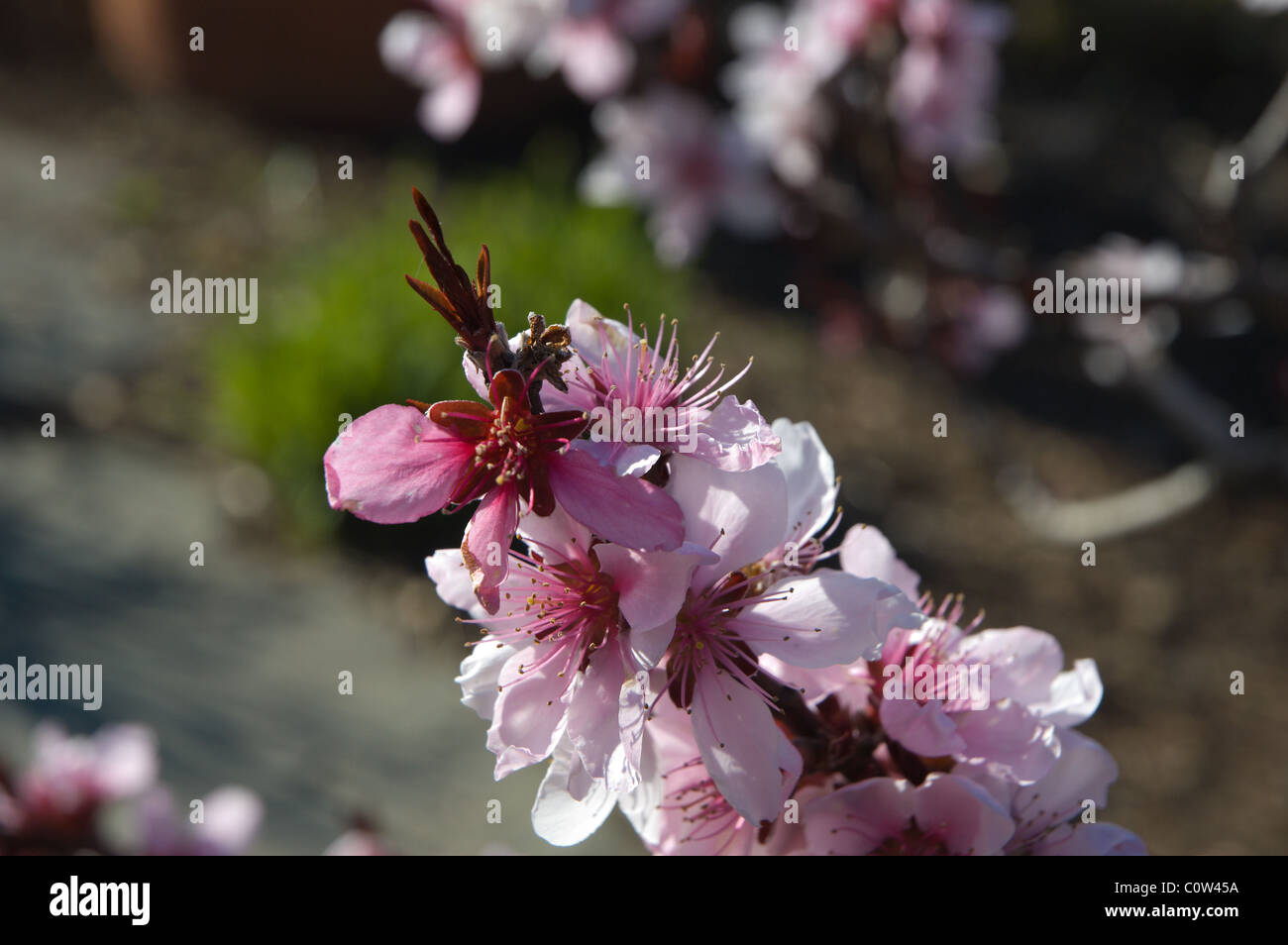 Cherry Blossoms in spring at Raulston Arboretum, Raleigh, NC USA Stock Photo