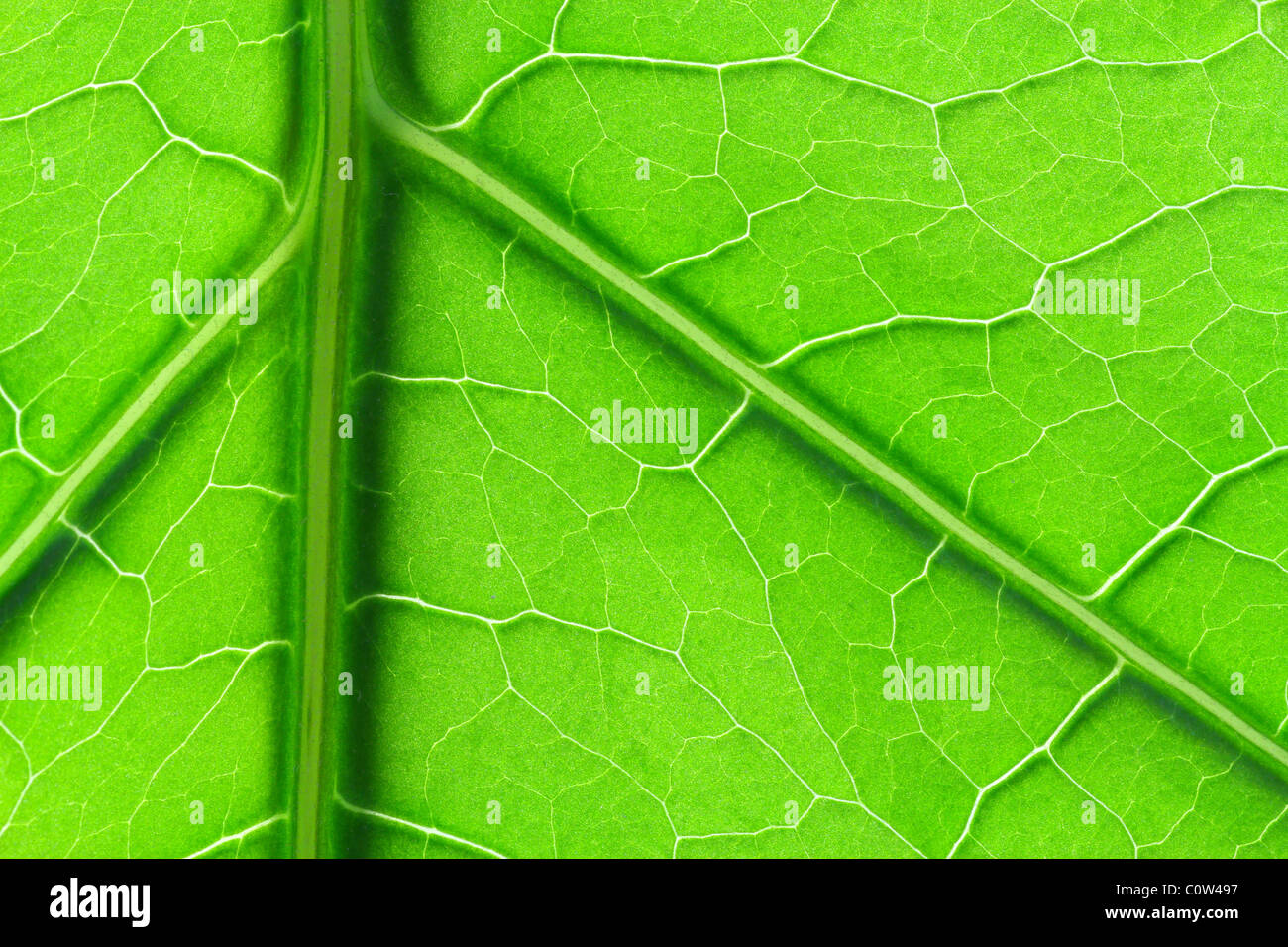 Vein Structure High Resolution Stock Photography and Images - Alamy