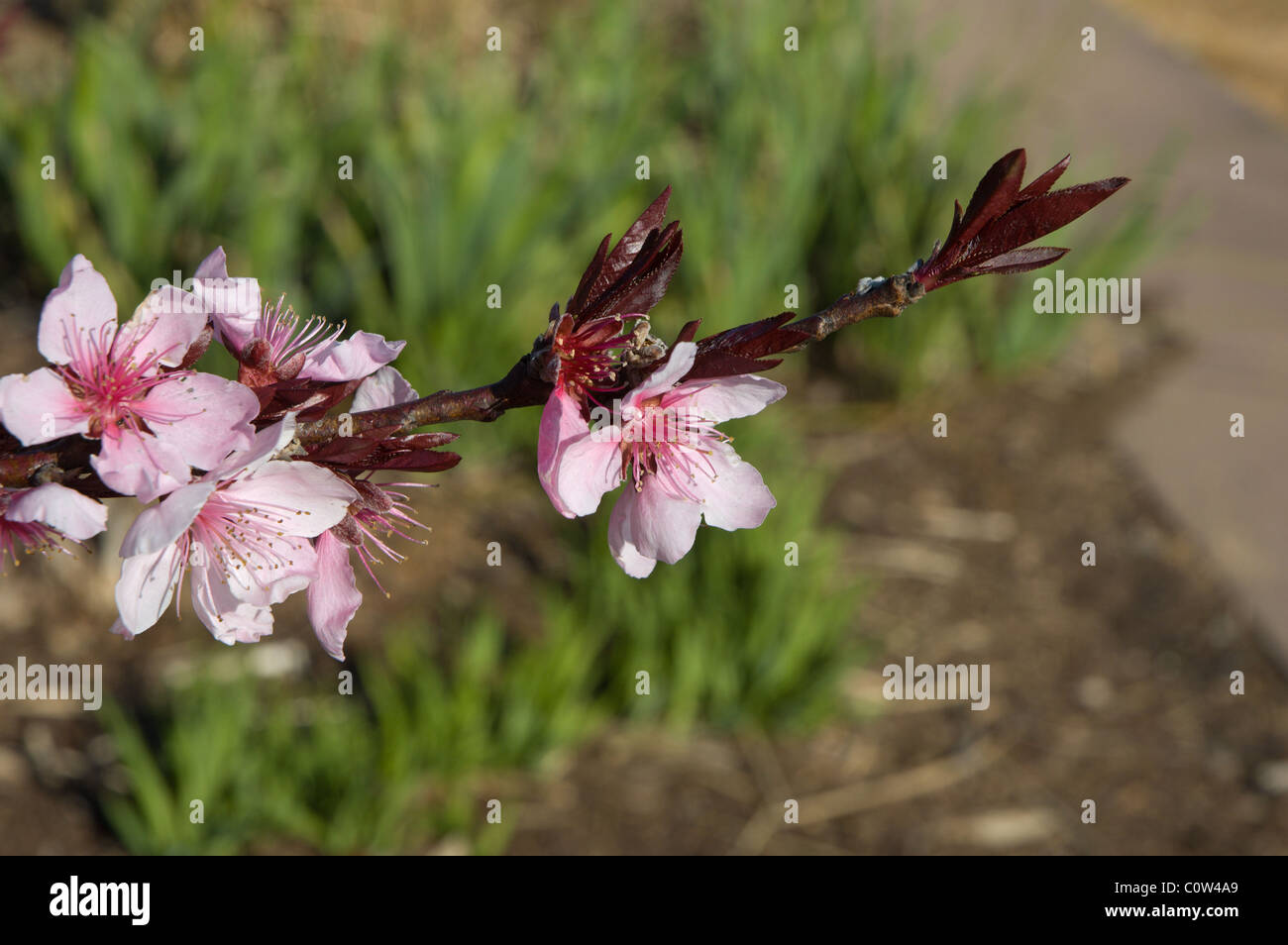 Cherry Blossoms in spring at Raulston Arboretum, Raleigh, NC USA Stock Photo Alamy