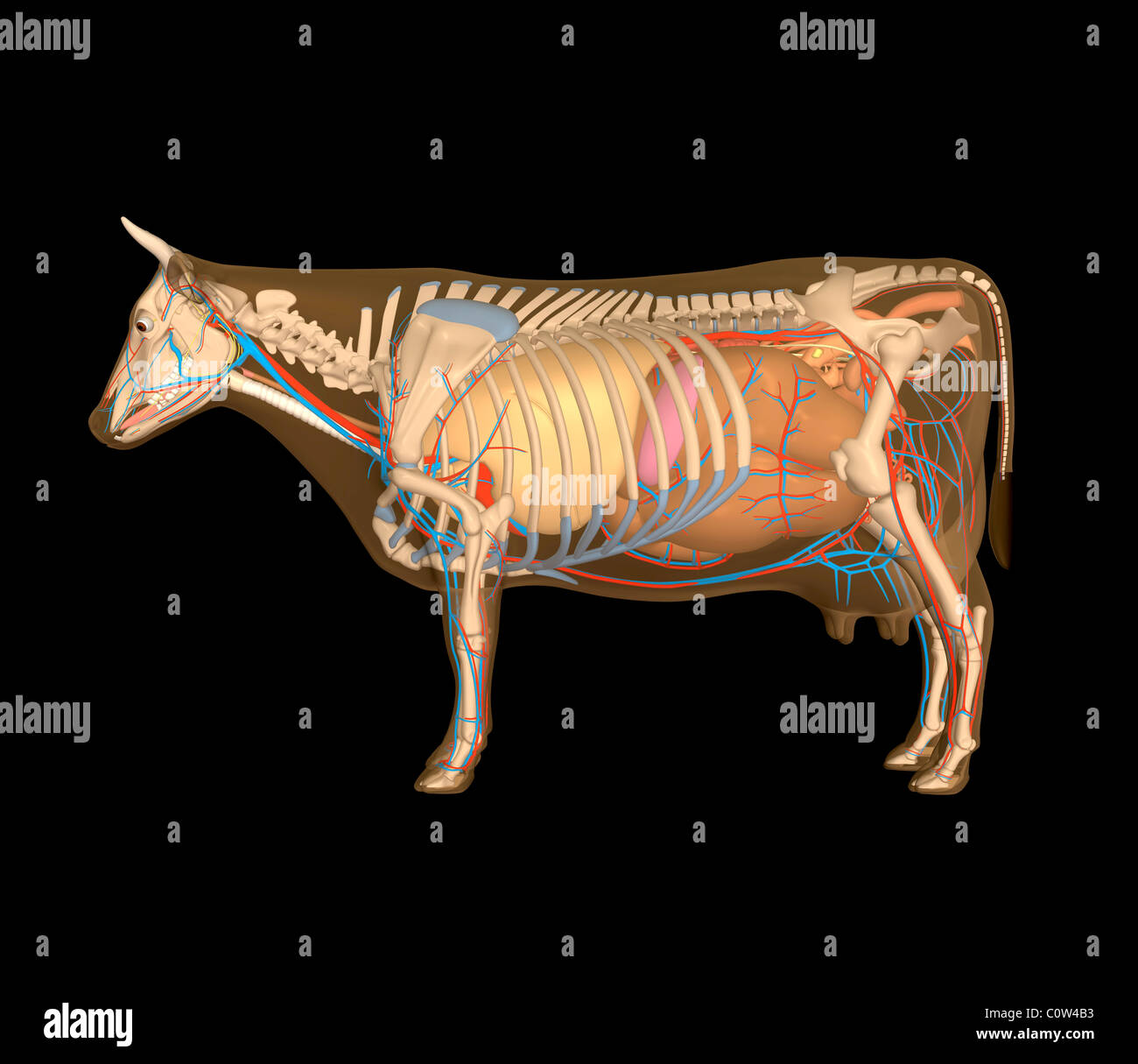 Cow Organs Anatomy