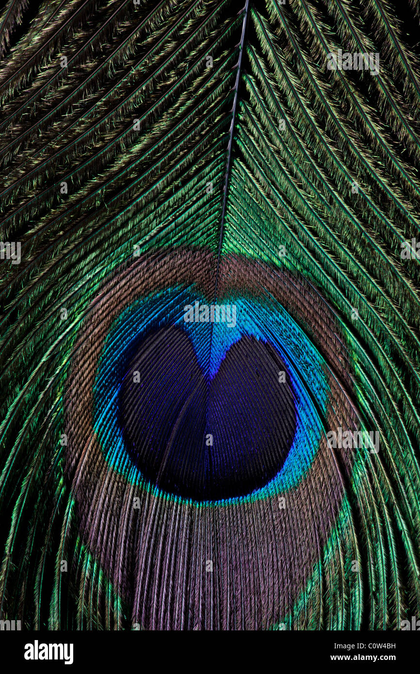 Close up of a peacock feather under studio lighting Stock Photo