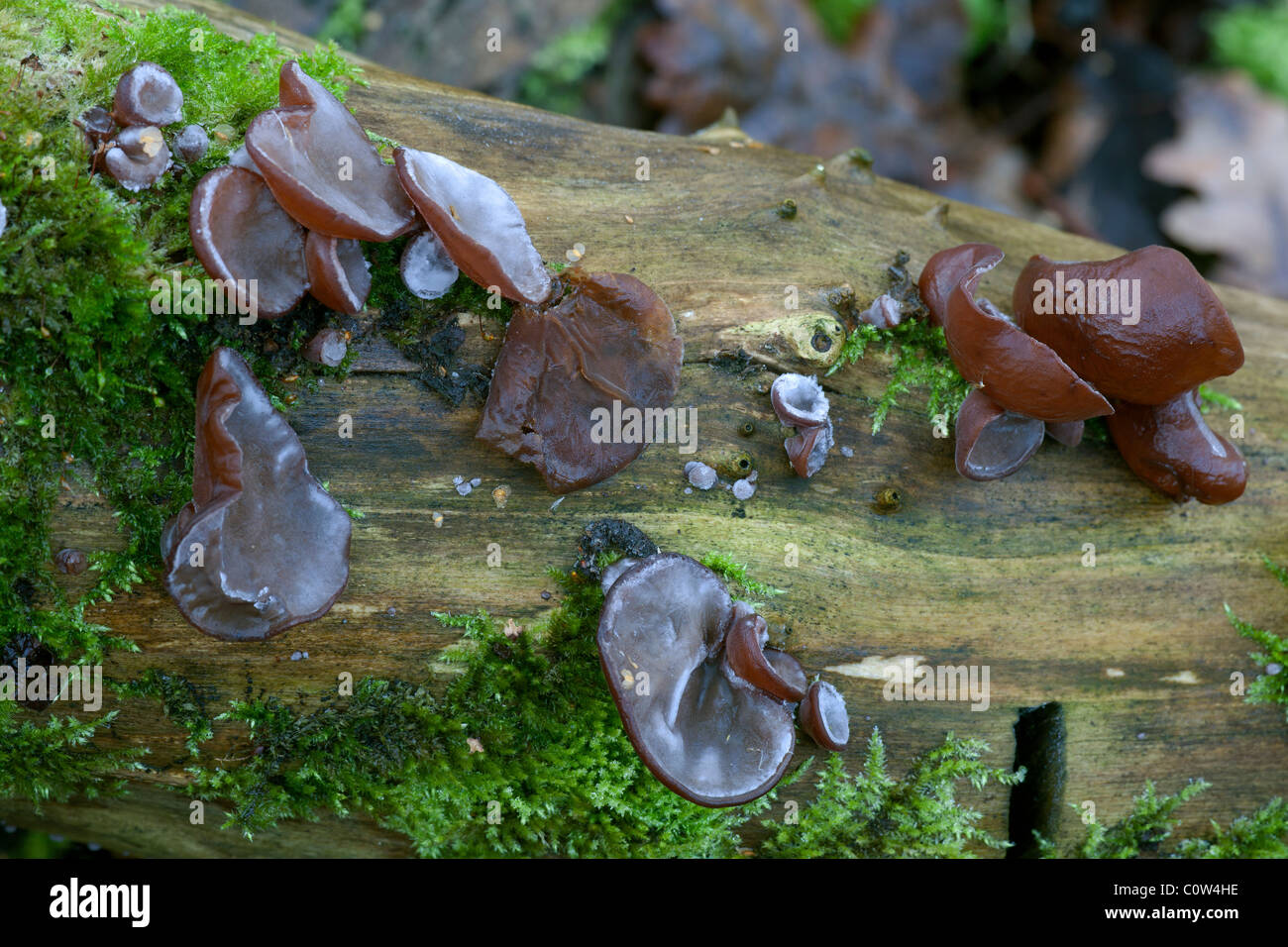 Jew's (Jelly) Ear Auricularia auricula-judae fruiting bodies growing on a dead tree trunk Stock Photo
